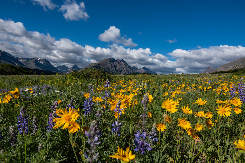 montana in spring